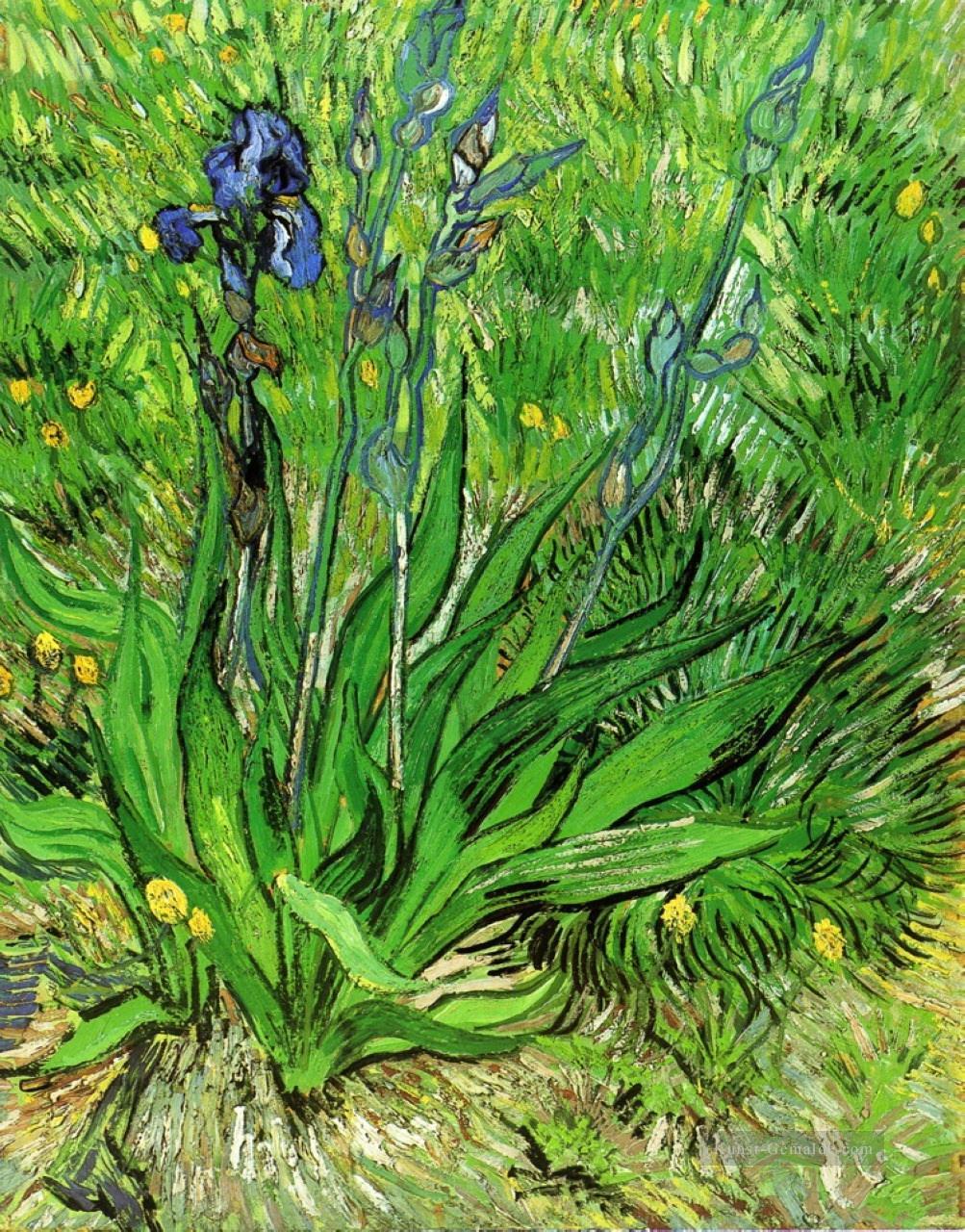 Die Iris Vincent van Gogh Ölgemälde